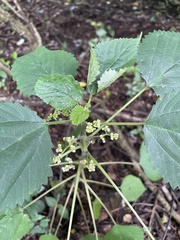 Laportea peduncularis