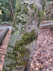 Acer capillipes