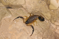 Hottentotta jayakari