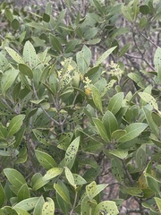 Olea capensis enervis