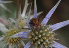 Adelphocoris vandalicus