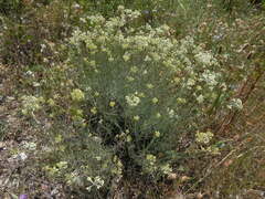 Helichrysum italicum