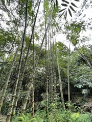 Dendrocalamus asper