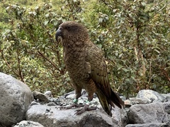 Nestor notabilis