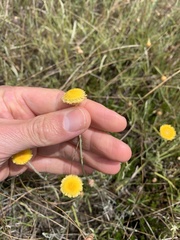 Coronidium gunnianum