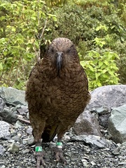 Nestor notabilis