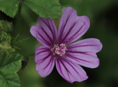 Malva sylvestris