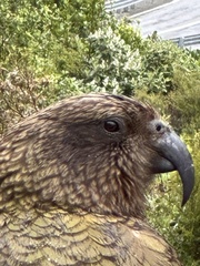 Nestor notabilis