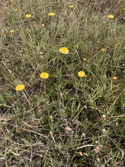 Coronidium gunnianum