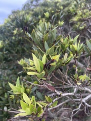 Syzygium legatii