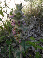 Stachys germanica