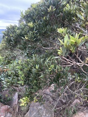 Syzygium legatii