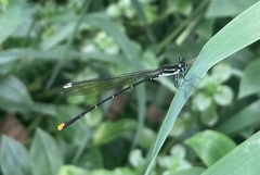 Allocnemis leucosticta