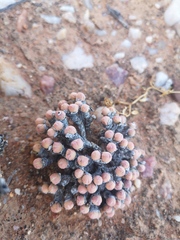 Conophytum