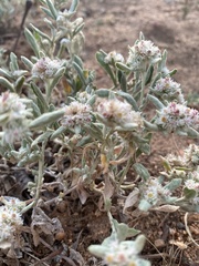Helichrysum candolleanum