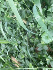 Allocnemis leucosticta