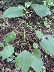 Laportea peduncularis