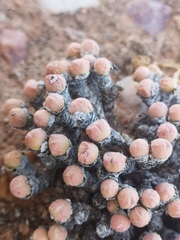 Conophytum