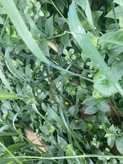 Allocnemis leucosticta