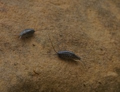 Ligia exotica