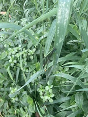 Allocnemis leucosticta