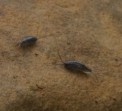 Ligia exotica