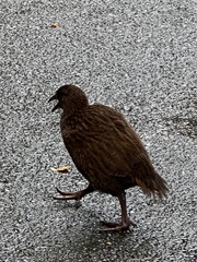 Gallirallus australis australis