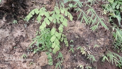 Adiantum tenerum