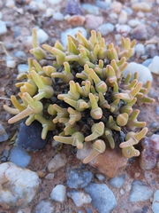 Meyerophytum meyeri