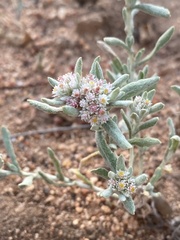 Helichrysum candolleanum