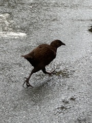 Gallirallus australis australis