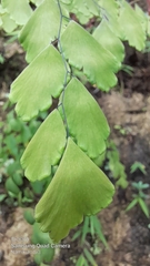 Adiantum tenerum