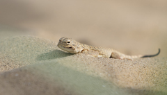 Phrynocephalus mystaceus