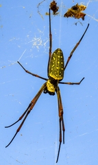 Trichonephila antipodiana
