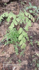 Adiantum tenerum