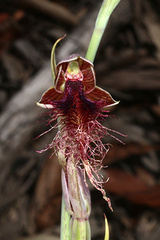Calochilus gracillimus