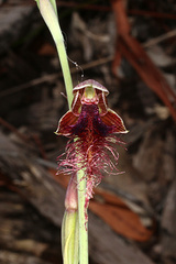 Calochilus gracillimus