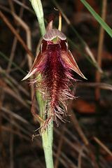 Calochilus gracillimus