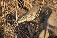 Varanus panoptes panoptes