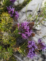 Merciera azurea