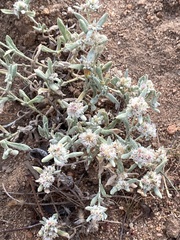 Helichrysum candolleanum