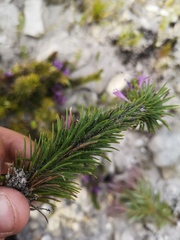 Merciera azurea