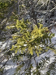 Picea rubens
