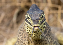 Varanus panoptes panoptes