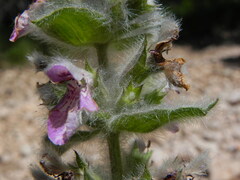 Stachys germanica