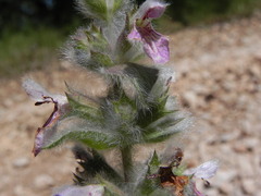 Stachys germanica