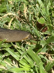 Laevicaulis natalensis