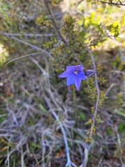 Thelymitra pulchella