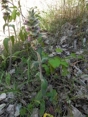 Stachys germanica