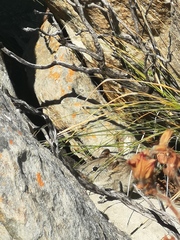 Elephantulus edwardii